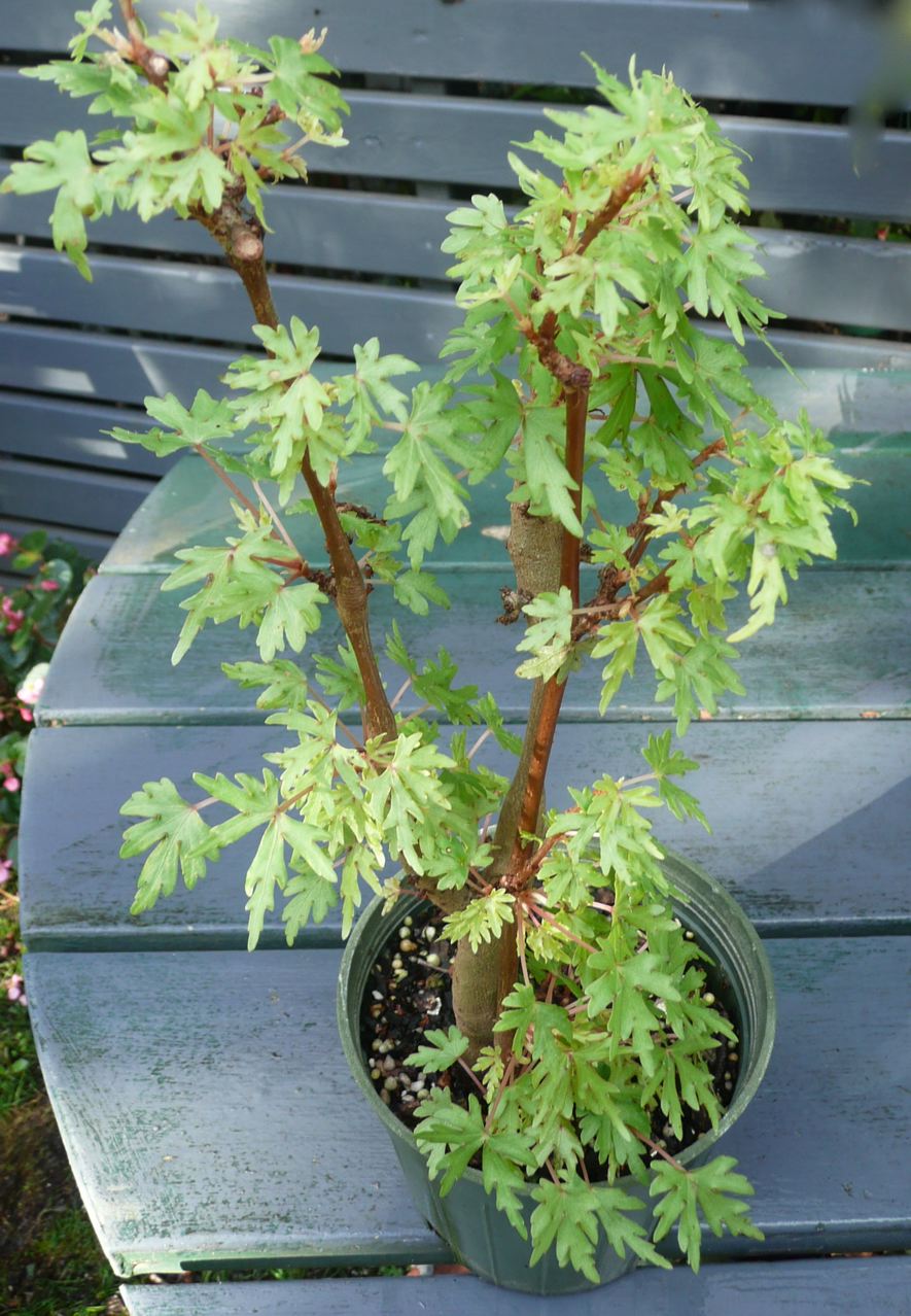 B. ‘dregei Lacey’
